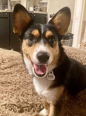 corgi fish|Corgi Adoption in Salt Lake City, UT: Corgi Puppies for Sale in .